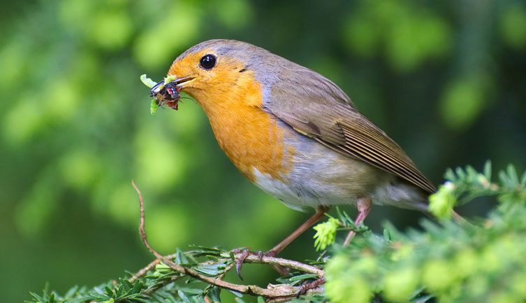 European Robin  