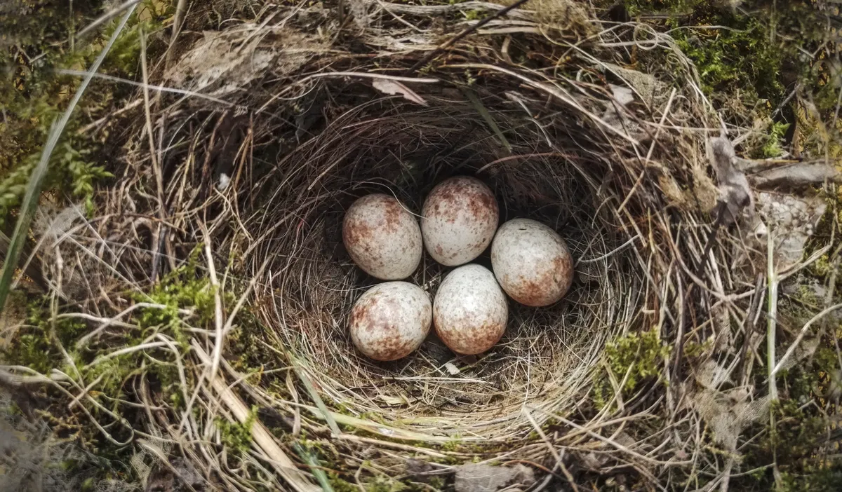 European Robin Nest