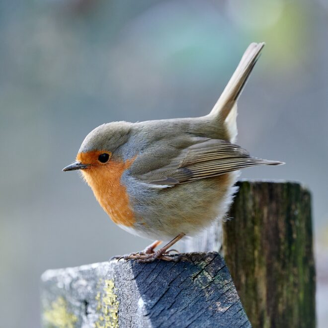 Image of European Robin